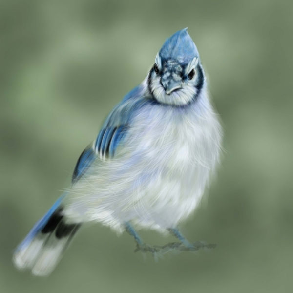 Creation of Little blue bird: Step 10